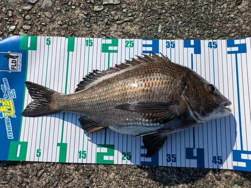 クロダイの釣果