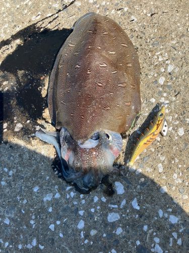 モンゴウイカの釣果