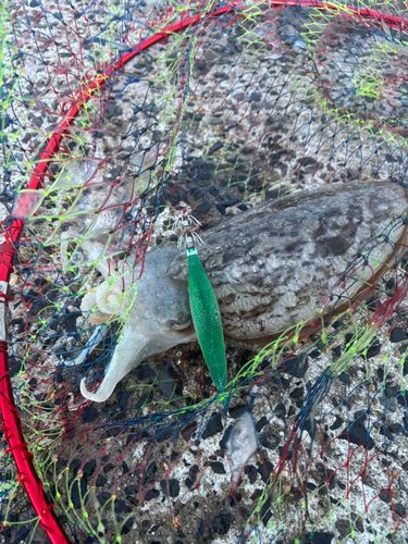 コウイカの釣果