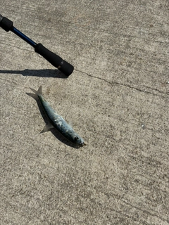 マイワシの釣果