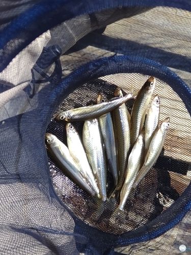 ワカサギの釣果