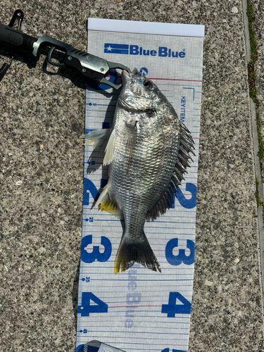 キビレの釣果