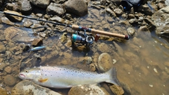 ブラウントラウトの釣果