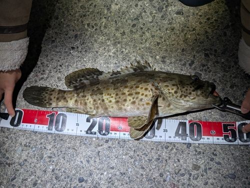 チャイロマルハタの釣果