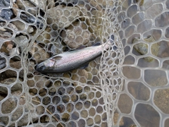 ニジマスの釣果