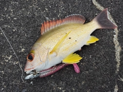 オキフエダイの釣果