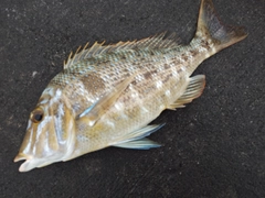 ハマフエフキの釣果