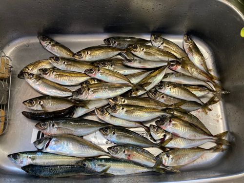 アジの釣果