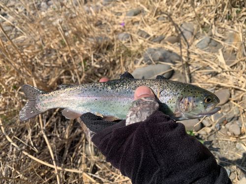 烏川（群馬）で釣れたトラウトの釣り・釣果情報 - アングラーズ | 釣果