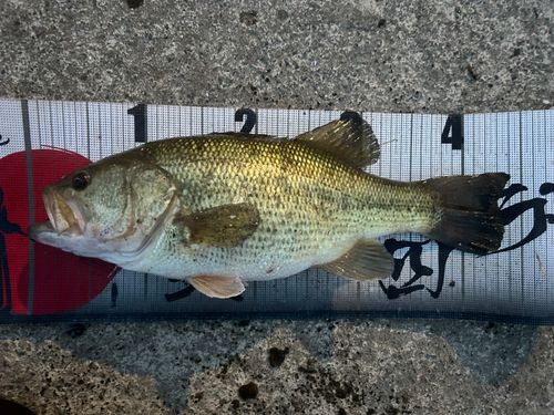 白石つり掘金魚園で釣れたブラックバスの釣り・釣果情報