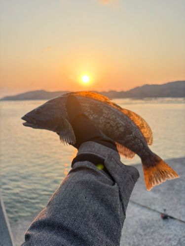 アイナメの釣果