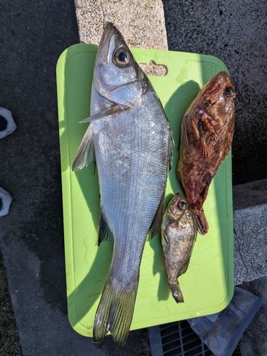シーバスの釣果