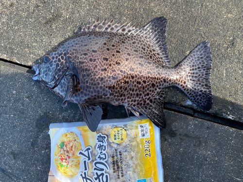 イシガキダイの釣果