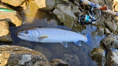 イワナの釣果