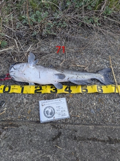 アメリカナマズの釣果