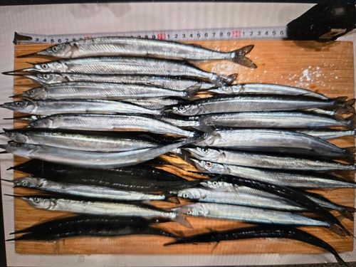 サヨリの釣果