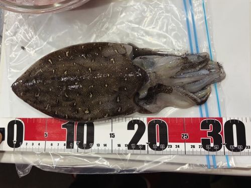 コウイカの釣果