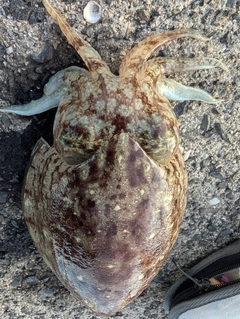 マツバイカの釣果