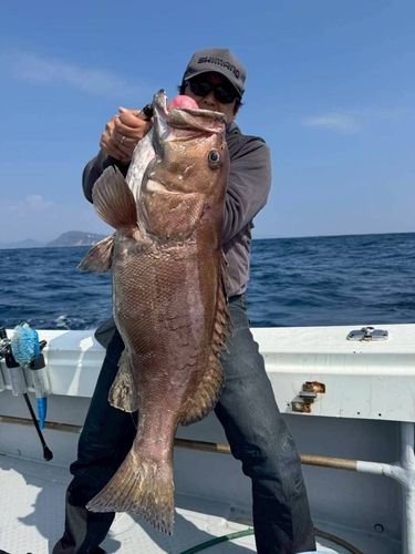 イシナギの釣果