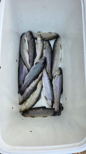 ニジマスの釣果