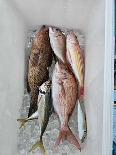 マダイの釣果