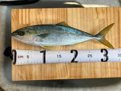 ワカナゴの釣果