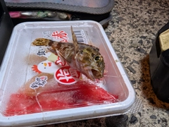 カサゴの釣果