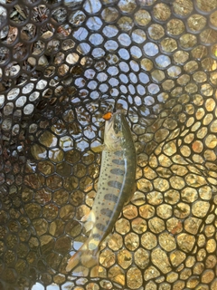 アマゴの釣果
