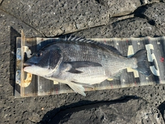 チヌの釣果