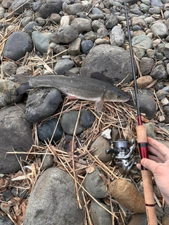 ウグイの釣果