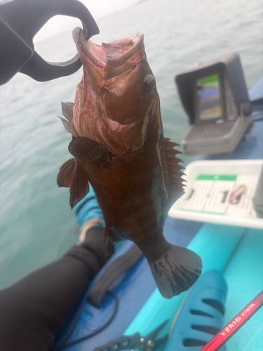 ヤミハタの釣果