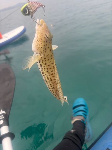 オグロトラギスの釣果