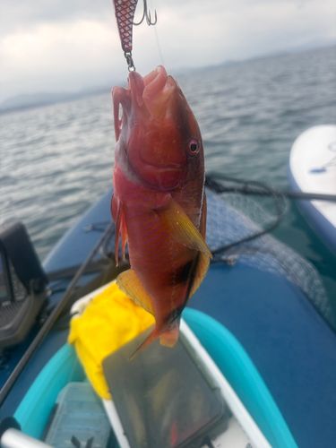 オジサンの釣果