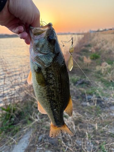 ラージマウスバスの釣果