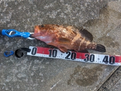 アコウの釣果