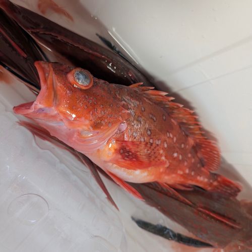 カサゴの釣果