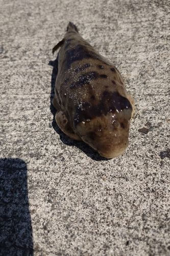 釣果
