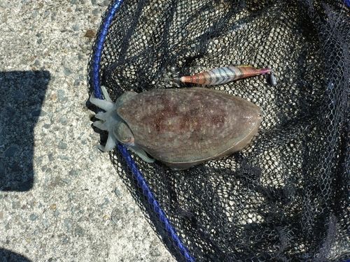 コウイカの釣果