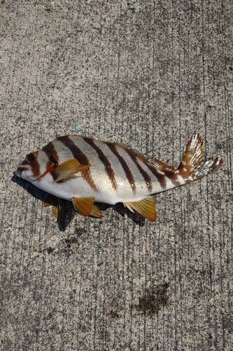 釣果