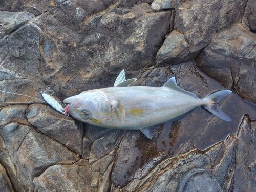 ネリゴの釣果