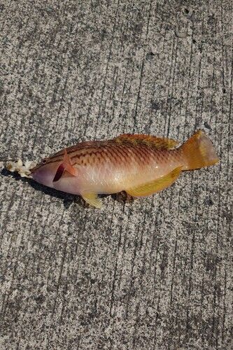 ベラの釣果