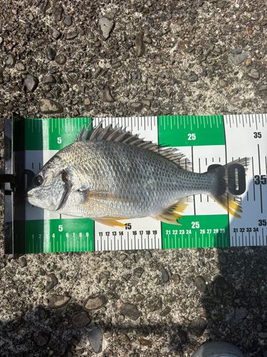 キビレの釣果