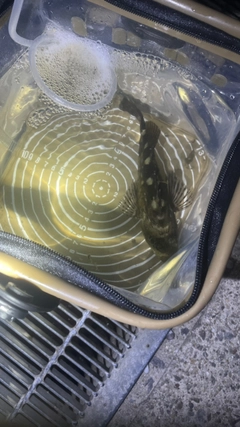 タケノコメバルの釣果