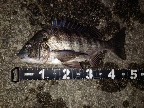 チヌの釣果