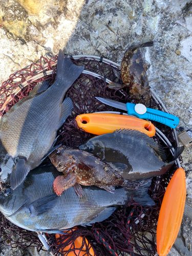 メジナの釣果