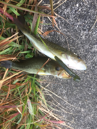 ブラックバスの釣果