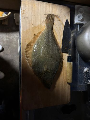 スナガレイの釣果