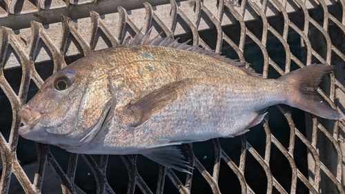 マダイの釣果
