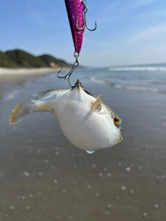 フグの釣果