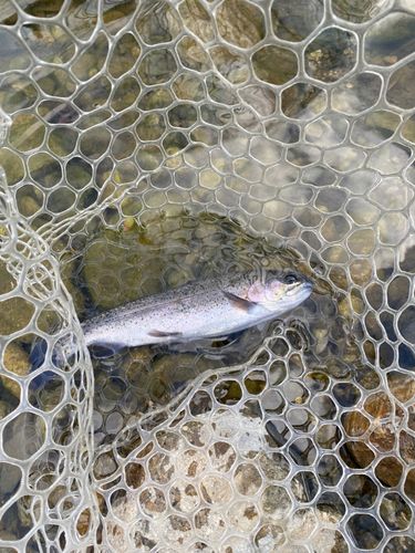 ニジマスの釣果